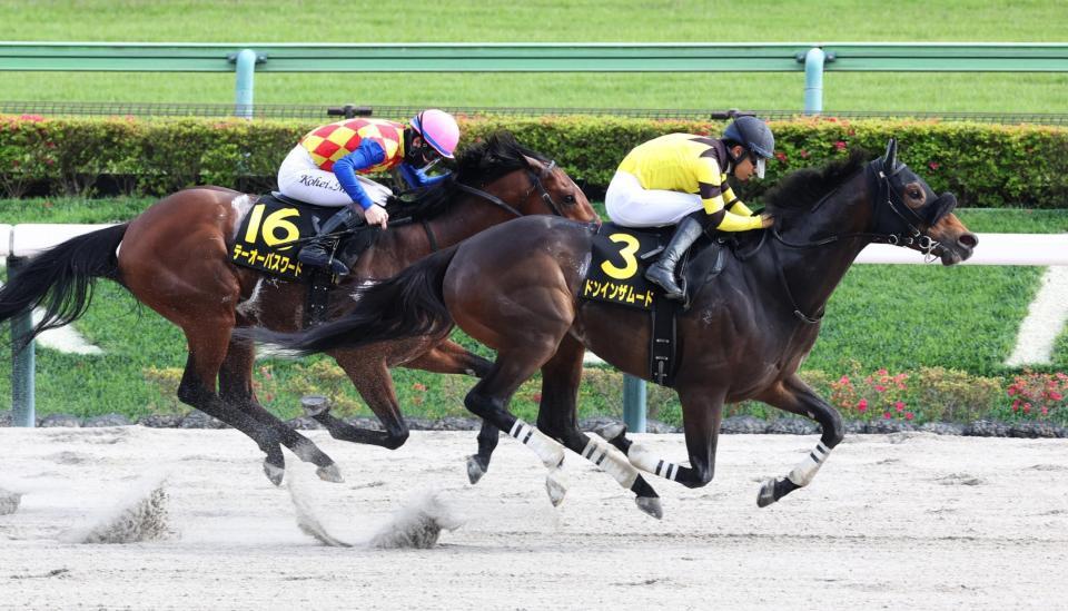 　テーオーパスワードを競り落としたドンインザムード（右）