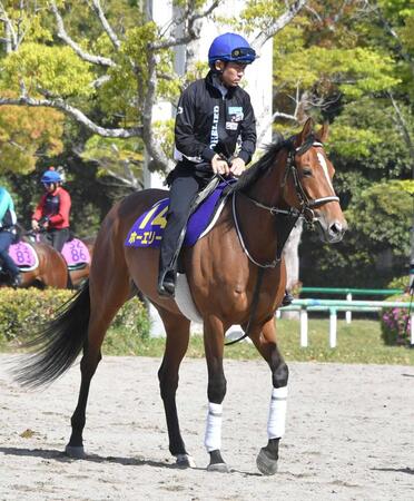 　スピードとスタミナを兼ね備えたホーエリート