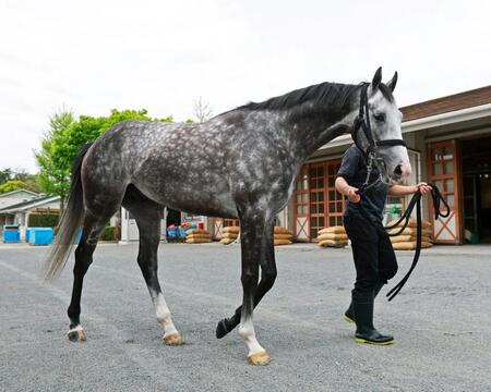 　名手とのコンビでＧ１初制覇を狙うアドマイヤテラ