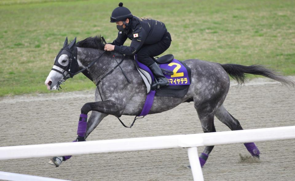 　万全の仕上がりを誇示したアドマイヤテラ（撮影・坂部計介）