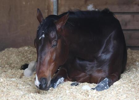 羽田盃制覇から一夜明け、馬房で眠そうなフィンガー