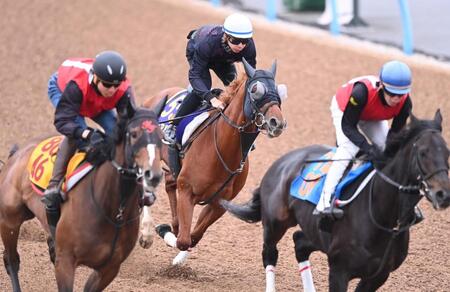 美浦Ｗ３頭併せで追い切ったエコロアルバ（中央）＝撮影・園田高夫