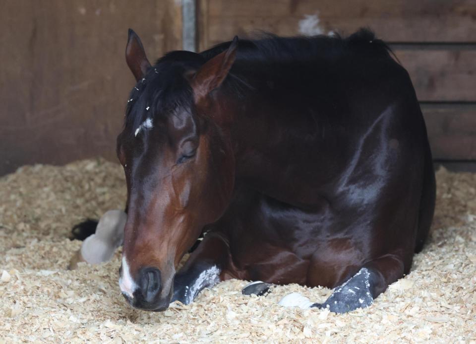 羽田盃制覇から一夜明け、馬房で眠そうなフィンガー