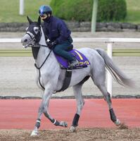 　７３年ぶりの牝馬Ｖを目指すアクアヴァーナル