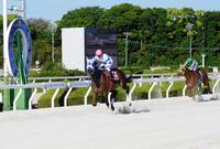兵庫３歳世代の頂点に立ったゴッドフェンサー（左）＝撮影・中山伸治