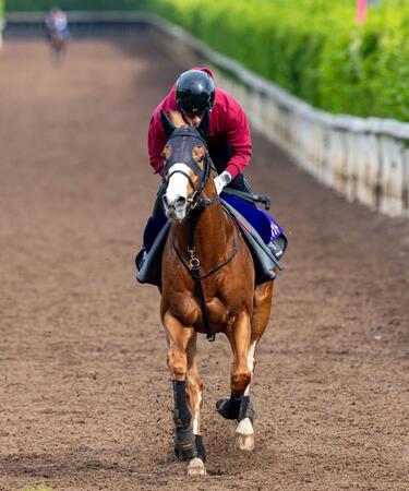 Ｇ１初制覇へ万全の仕上げをアピールしたダイヤモンドノット（撮影・石湯恒介）