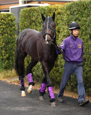 　ダービー出走へ勝負駆けのエムズビギン（撮影・坂部計介）