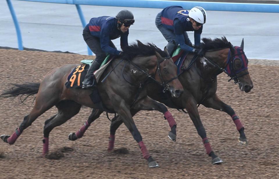 　美浦Ｗ２頭併せで追い切るエンブロイダリー（右）＝美浦トレセン