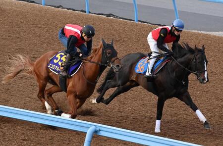 　レースに向け調教するエコロアルバ（左）