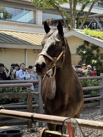 お披露目された２０１０年ダービー馬のエイシンフラッシュ