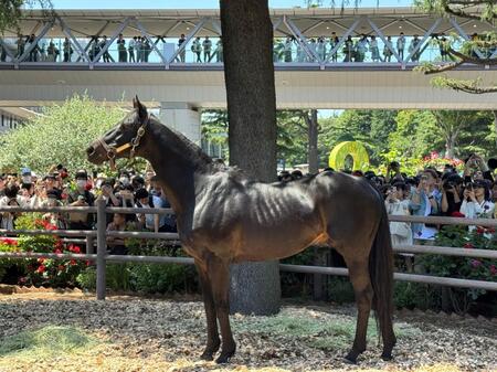 お披露目された２０１０年ダービー馬のエイシンフラッシュ