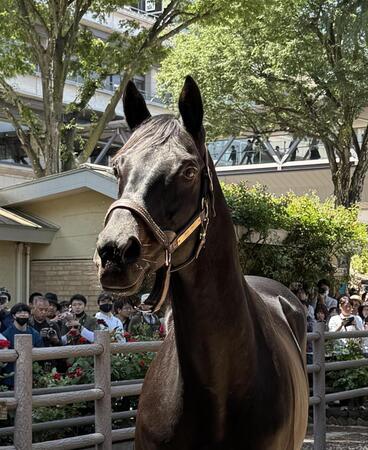 お披露目された２０１０年ダービー馬のエイシンフラッシュ