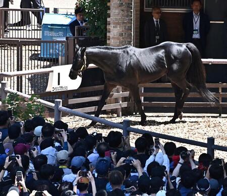 競馬場に登場したエイシンフラッシュ（撮影・持木克友）