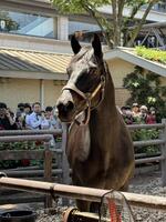お披露目された２０１０年ダービー馬のエイシンフラッシュ