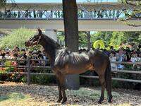 お披露目された２０１０年ダービー馬のエイシンフラッシュ