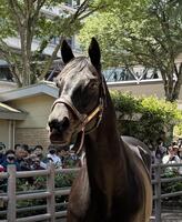 お披露目された２０１０年ダービー馬のエイシンフラッシュ