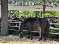 お披露目された２０１０年ダービー馬のエイシンフラッシュ