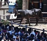 競馬場に登場したエイシンフラッシュ（撮影・持木克友）