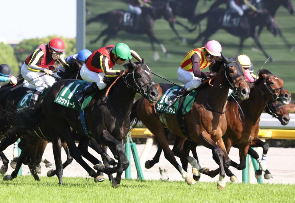　ステレンボッシュ（右から２頭目）と競りあうトロヴァトーレ