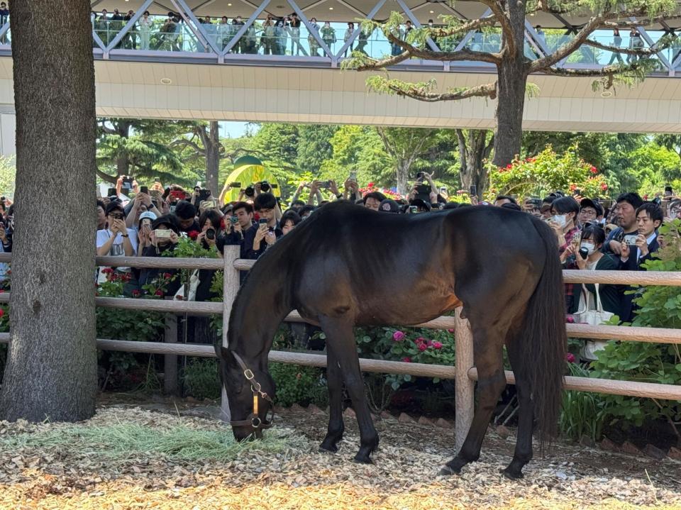 お披露目された２０１０年ダービー馬のエイシンフラッシュ