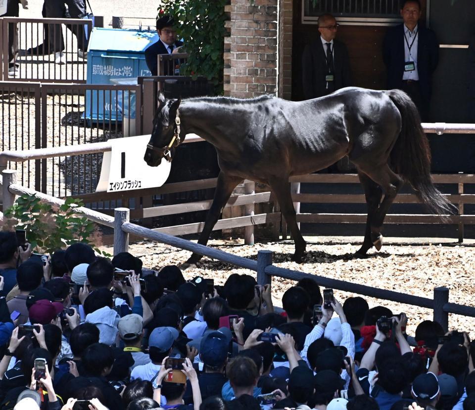 競馬場に登場したエイシンフラッシュ（撮影・持木克友）