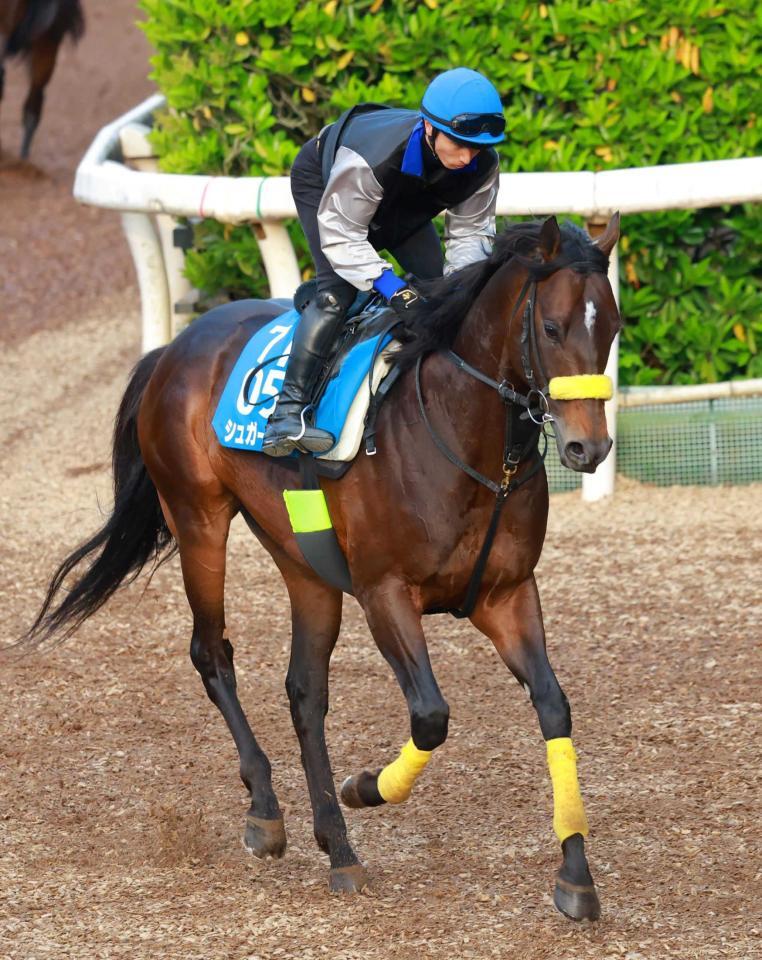 　２年ぶりの復帰戦で好勝負を狙うシュガークン