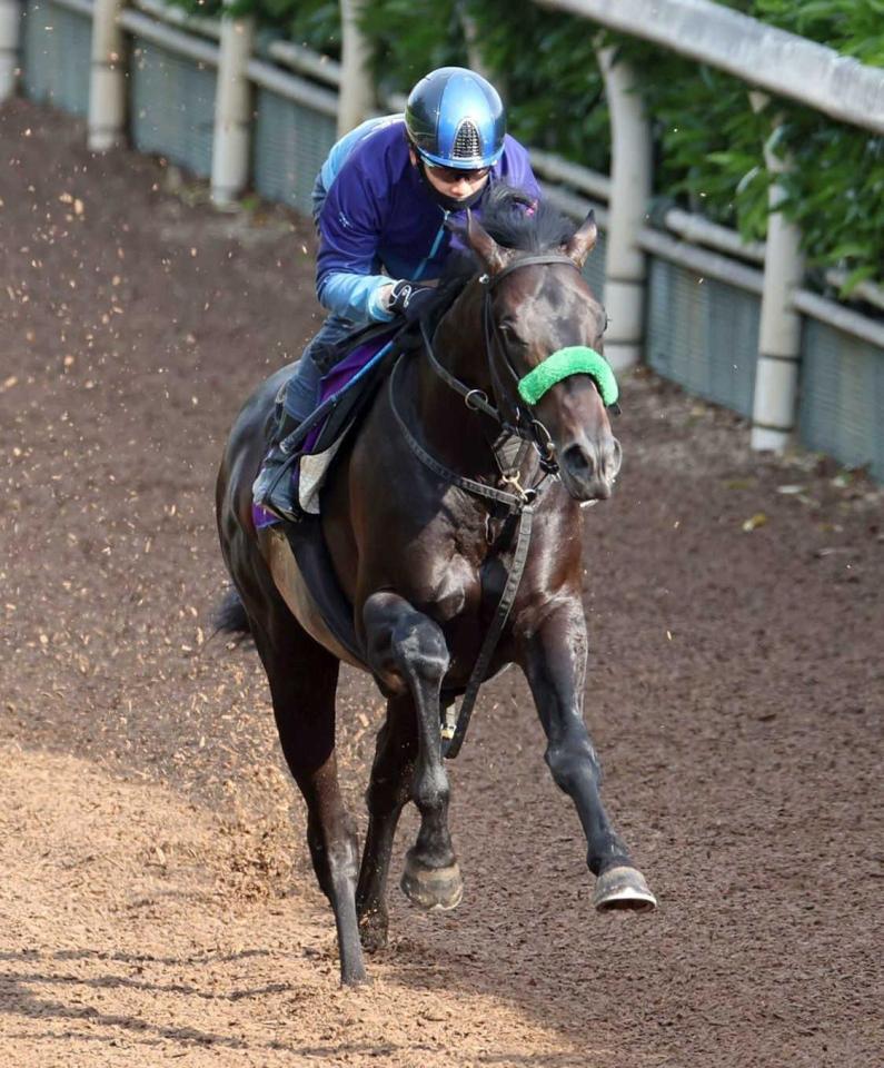 　松山を背に栗東坂路を駆け上がったロブチェン