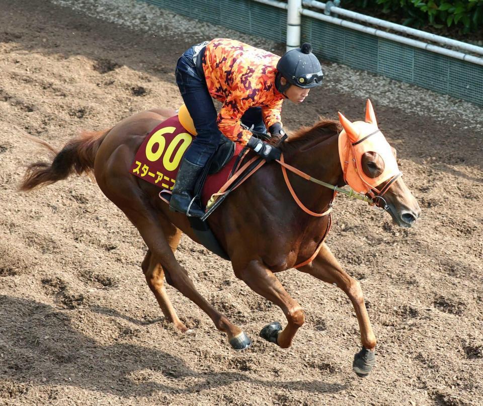 　活気十分の動きで好気配を伝えた桜花賞馬スターアニス（撮影・中田匡峻）