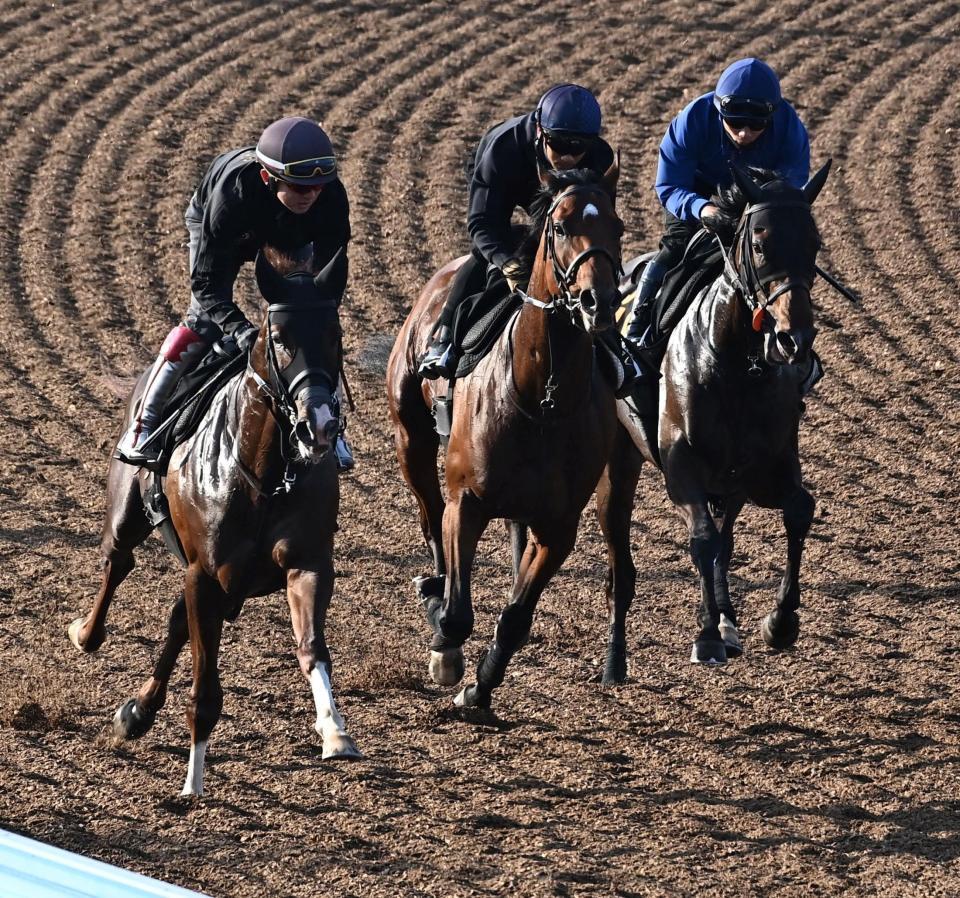 美浦Ｗで３頭併せで追い切る（左から）グリーンエナジー、ゴーイントゥスカイ、ライヒスアドラー（撮影・持木克友）