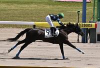 ７Ｒ４歳以上１勝クラスを勝ったシャンハイナイト（撮影・持木克友）