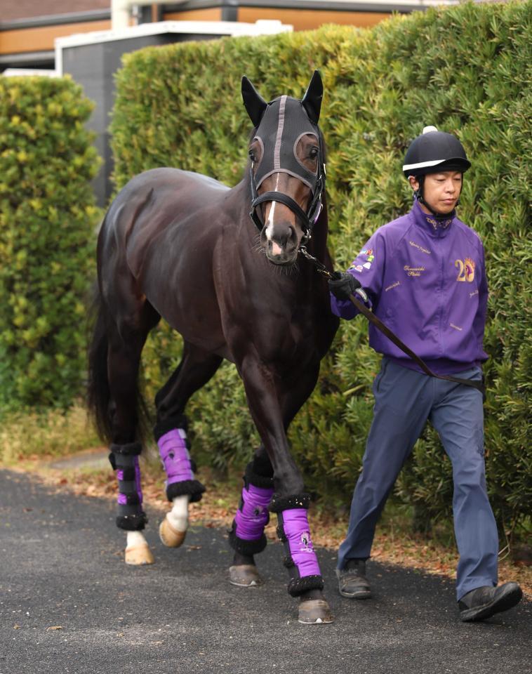 きゅう舎周りで運動するエムズビギン（撮影・坂部計介）