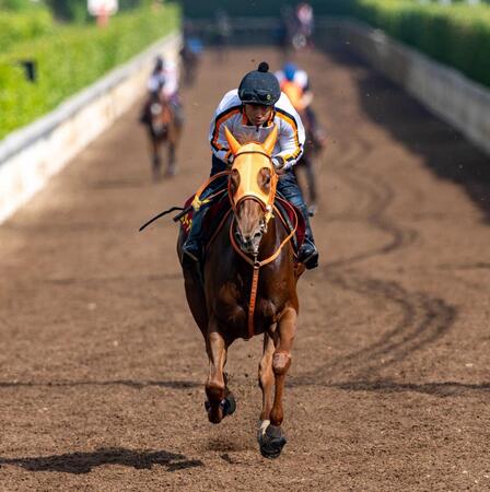 　２冠奪取へ文句なしの態勢を築いたスターアニス（撮影・石湯恒介）