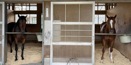 　馬房から顔を出すタマモイカロス（左）とテーオーグレーザー