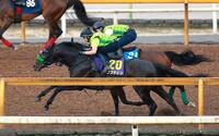 　栗東ＣＷで鋭い脚さばきを披露したロブチェン（撮影・石湯恒介）