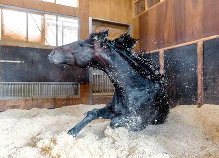 ８枠１７番に決まったロブチェン