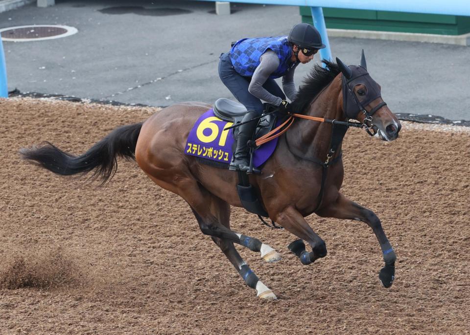 ウッドチップコースで追われるステレンボッシュ