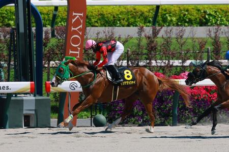 イッテラッシャイ＝京都競馬場（撮影・石湯恒介）