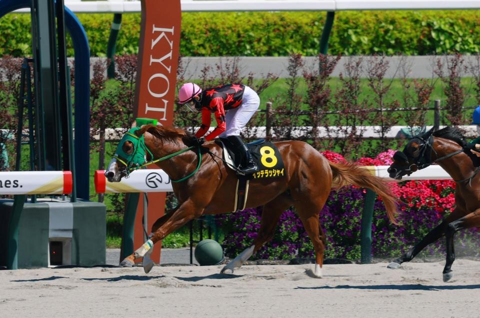 イッテラッシャイ＝京都競馬場（撮影・石湯恒介）