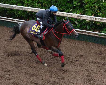 栗東坂路で追い切るスズハローム（撮影・中田匡峻）
