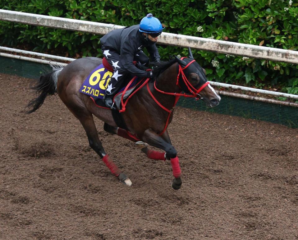 栗東坂路で追い切るスズハローム（撮影・中田匡峻）