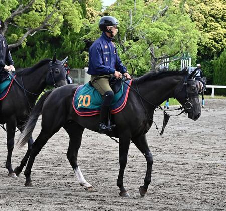 　調教での動きの良さが目立つフィリオソラーレ