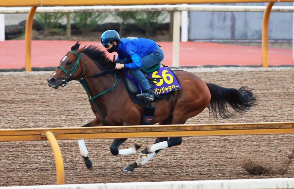 　松山を背に栗東ＣＷで追い切るパンジャタワー