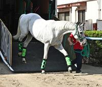 東京競馬場に到着したガイアフォース