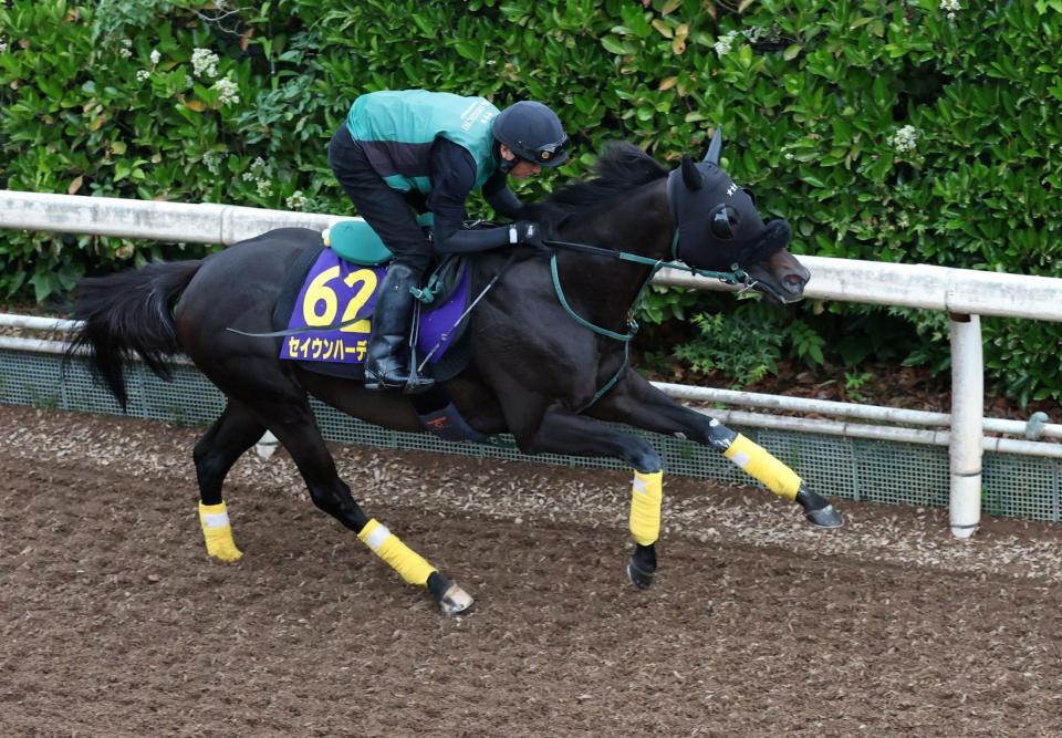 セイウンハーデス