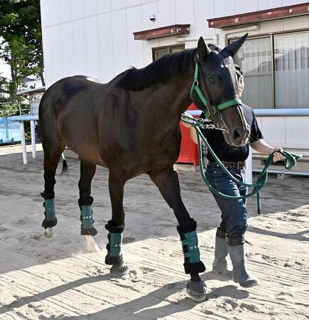 　競馬場に到着したセイウンハーデス