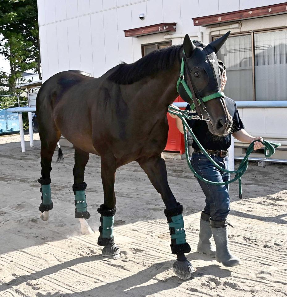 　競馬場に到着したセイウンハーデス