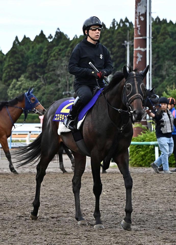 　レースに向け調整するコスモキュランダ