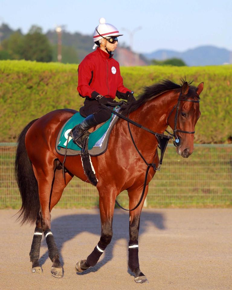 　母が米Ｇ１馬という良血ダイナマイク（撮影・石湯恒介）
