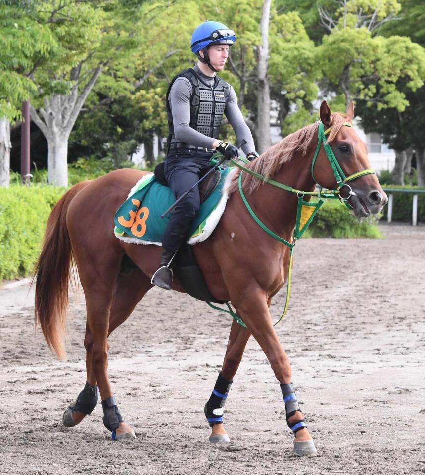 　注目の新種牡馬フライトライン産駒のデミアン（撮影・園田高夫）