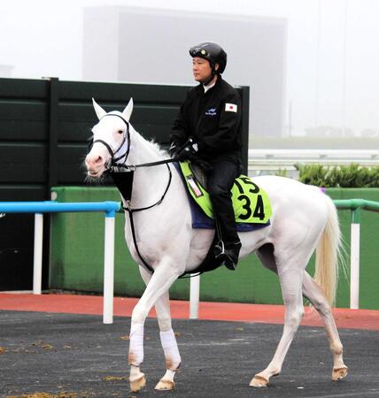 　函館競馬場で調整を続けるソダシの半妹スノーウィスパー
